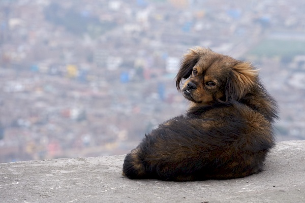 Ein Hund auf dem Cerro San Cristobal
