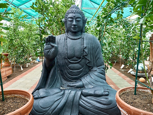 Buddha im Zitronengarten