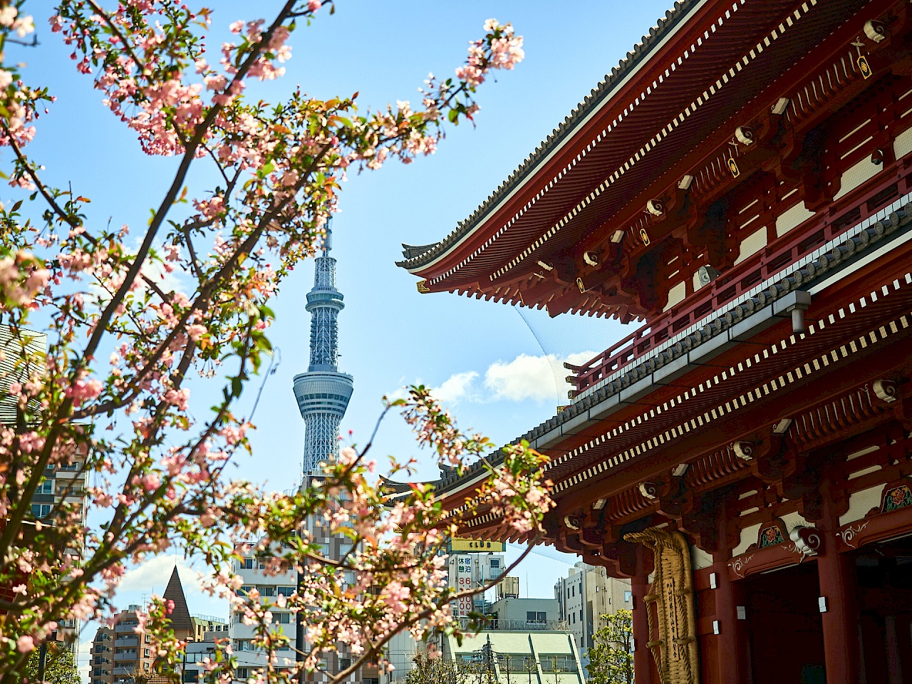 Kirschblüte mit Blick auf den Tokyo Sky Tree