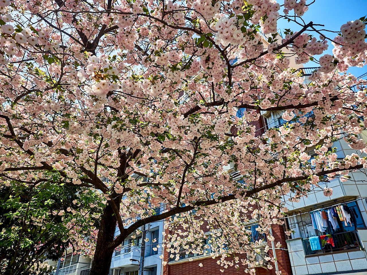 Unter einem Kirschbaum im Sumida-Park in Asakusa Platz nehmen