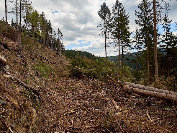 Abgeholzte Stellen im Harz - ein Waldwandel