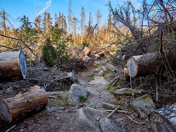 Abgestorbene und entwurzelte Bäume auf dem Weg zur Wolfswarte