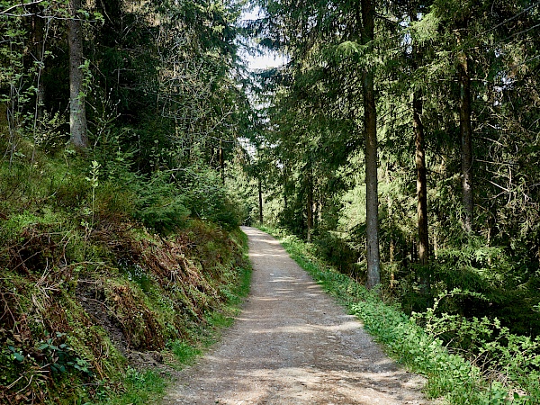 Einsamer Waldweg auf dem Liebesbankweg in Hahnenklee