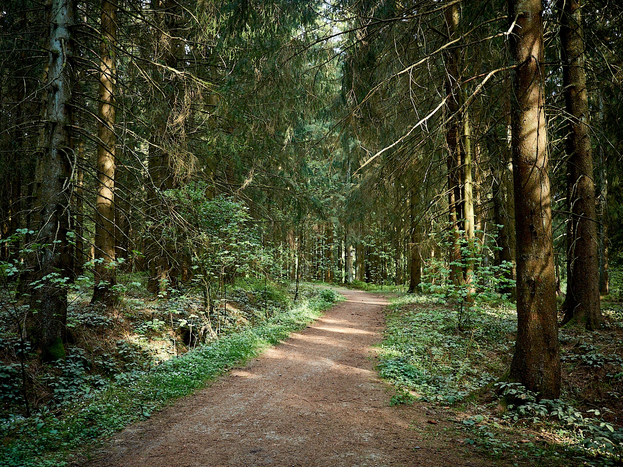 Wunderschöne Waldwege auf dem Liebesbankweg