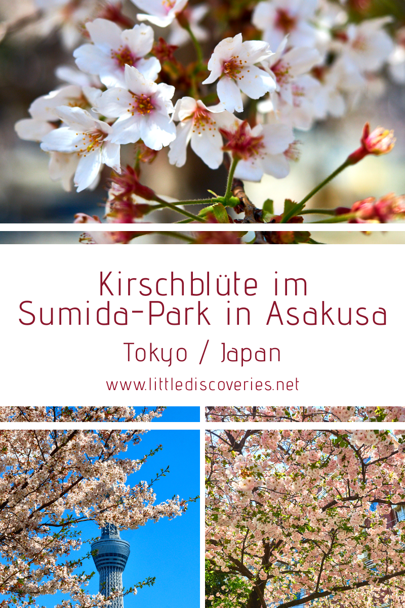 Pin für die Kirschblüte im Sumida-Park in Tokyo für Pinterest