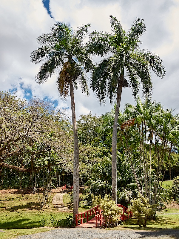 Palmen und Seen im Botanischen Garten von San Juan