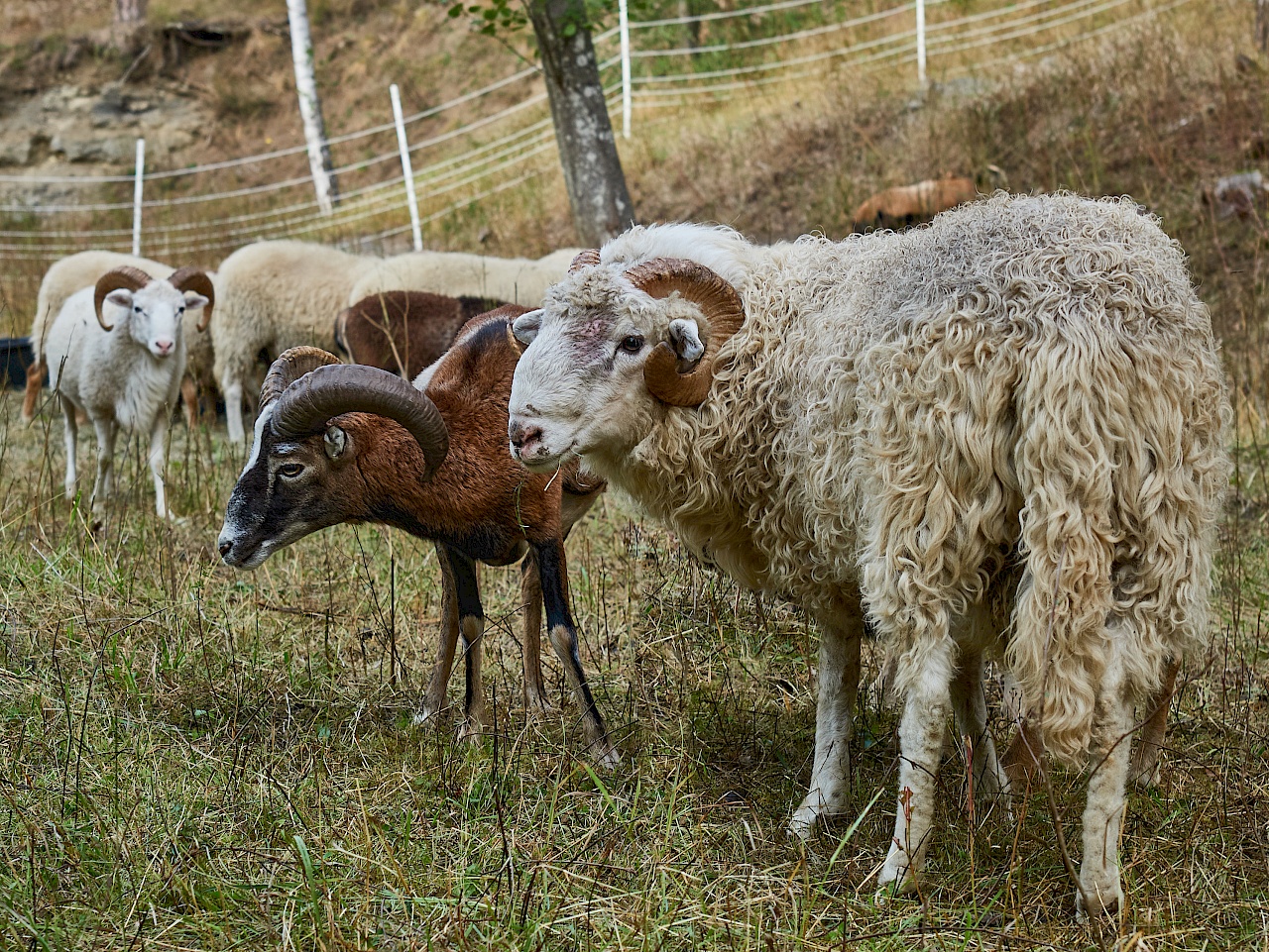Schafe auf der DonauWelle Donauversinkung