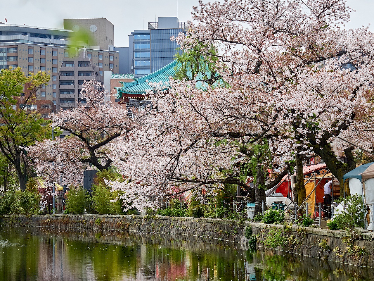 Kirschblüte im Park Ueno-kōen in Tokyo