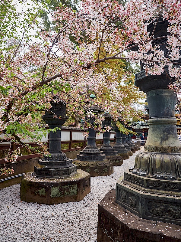 Kirschblüte im Tempel Kiyōmizu Kannin-dō in Tokyo