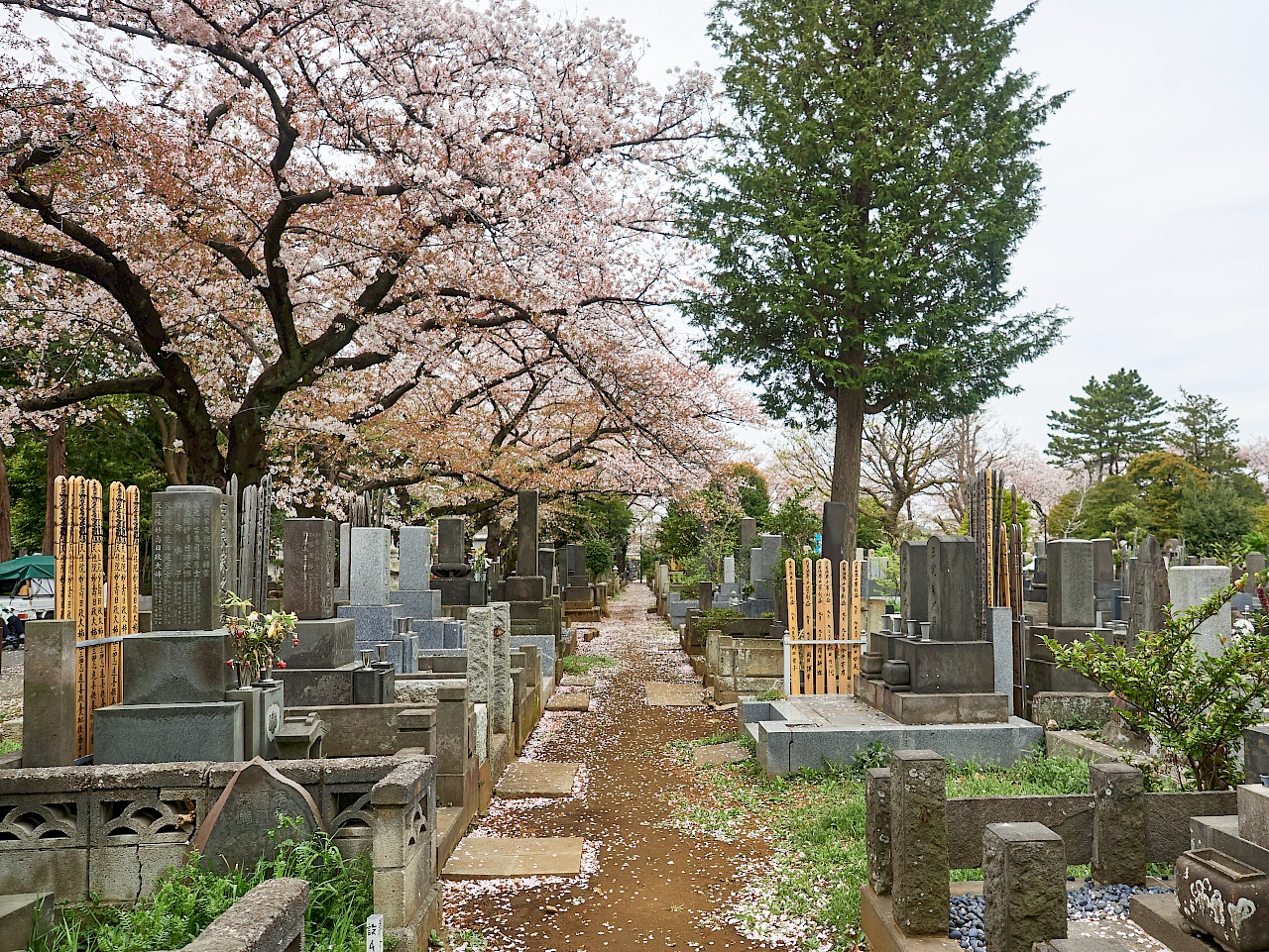 Kirschblüte auf dem Friedhof Yanaka-reien in Tokyo