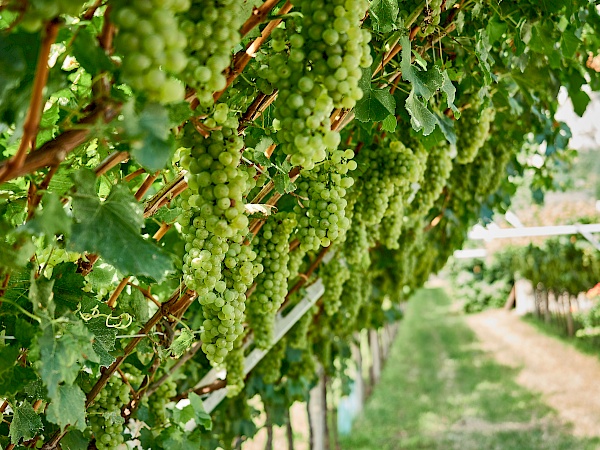 Weinanbaugebiete am Radweg zum und vom Gardasee bei Mori