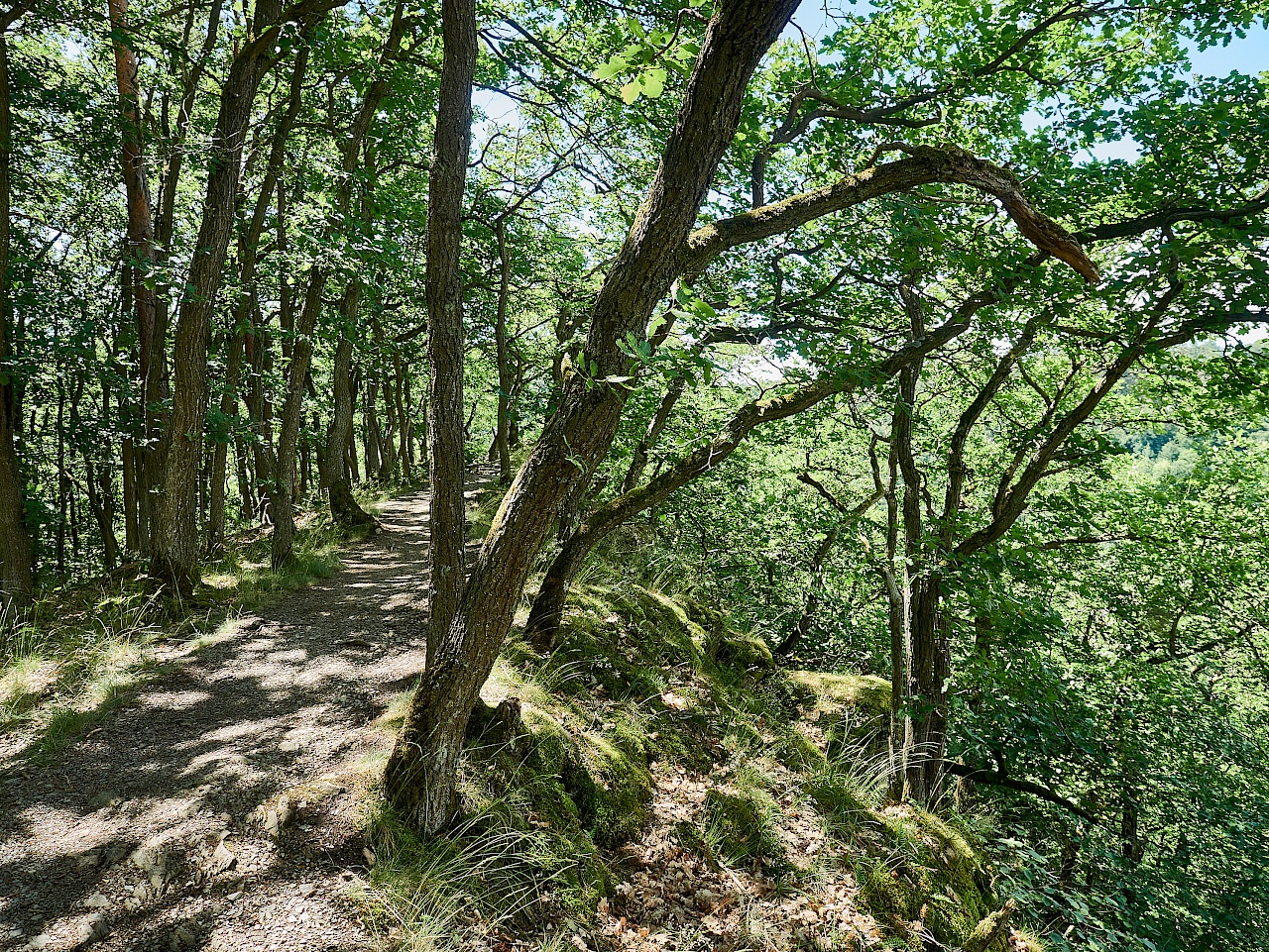 Traumhafte Waldwege auf der Traumschleife Ehrbachklamm