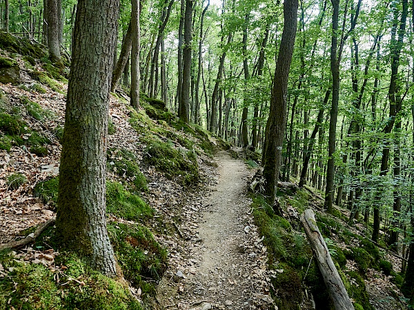 Wandern durch Wälder auf der Traumschleife Ehrbachklamm