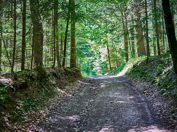 Waldwege im Nürnberger Land