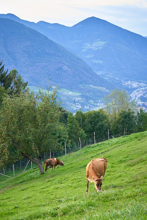 Kühe auf dem Schnagererhof