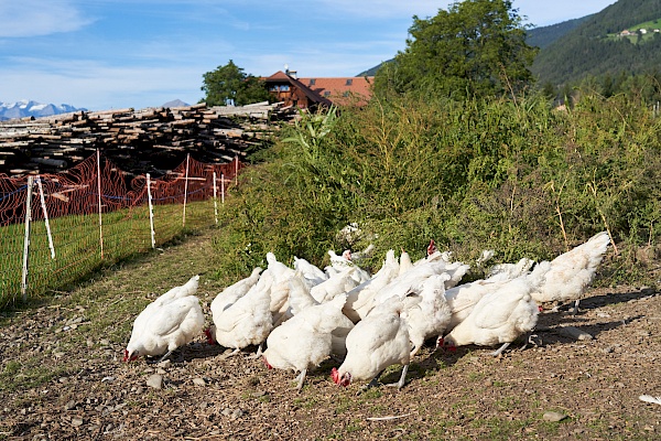 Hühner zum Füttern auf dem Schnagererhof - waren auch Lieferanten von frischen Eiern!