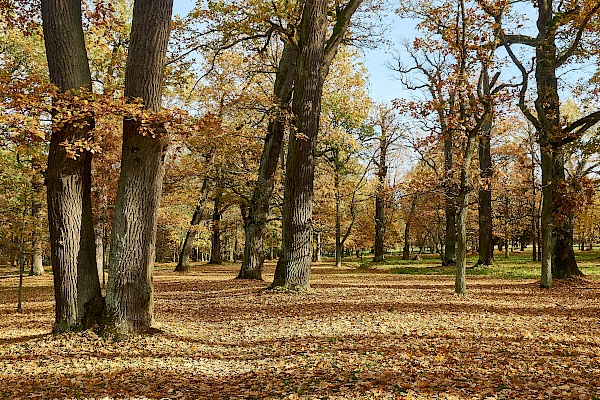 Park hinter dem Schloss Katharinental in Tallinn