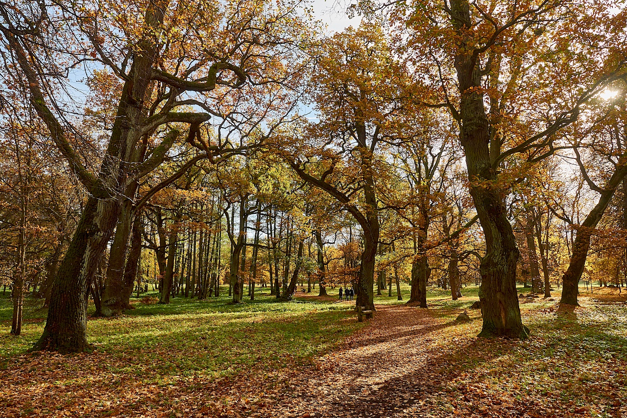 Im Wald oder in der Stadt Tallinn?