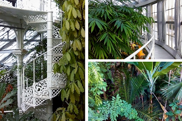 Im Palmenhaus im Botanischen Garten in Kopenhagen