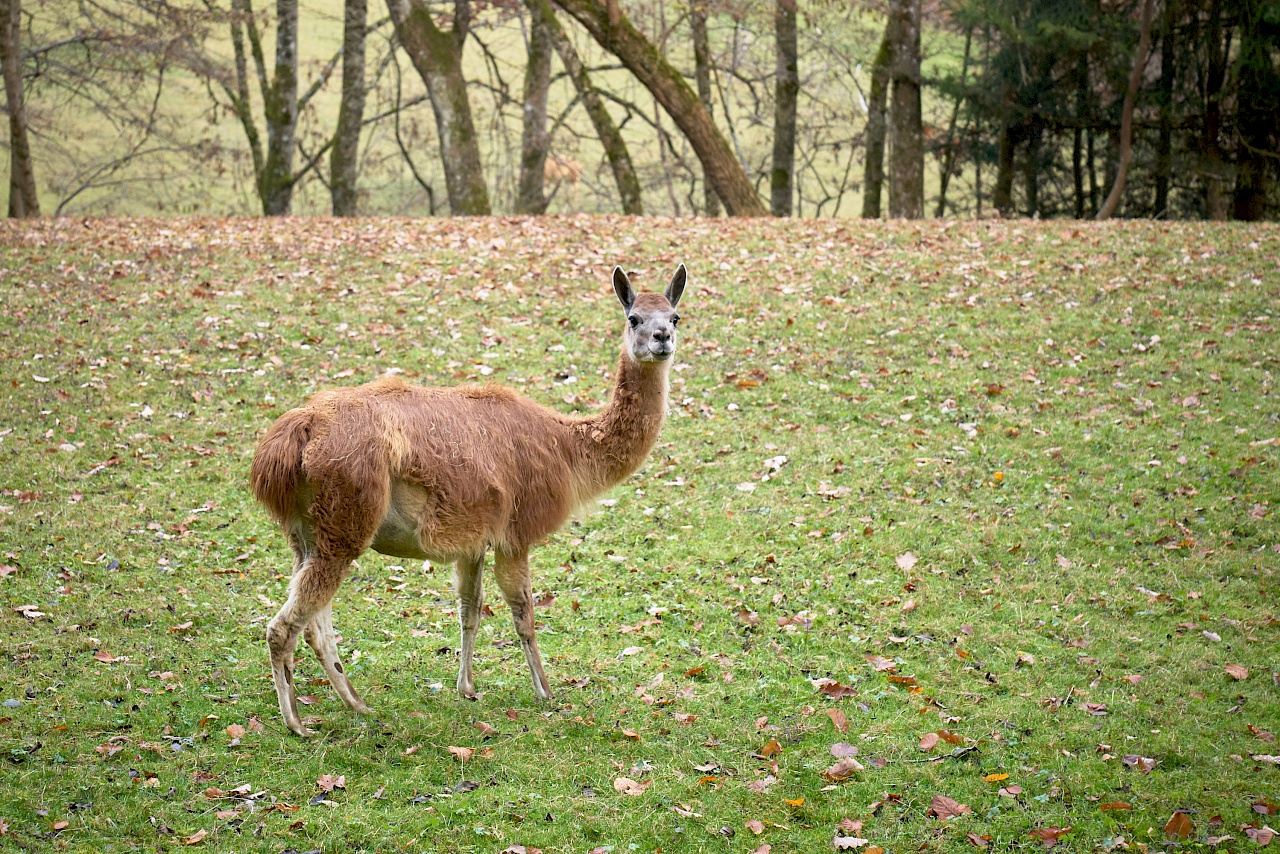 Alpakas bei Sitzenkirch