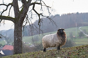 Schafe am Hang in Sitzenkirch