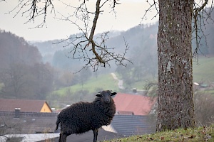 Schafe am Hang in Sitzenkirch