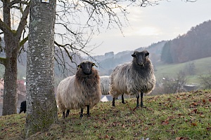 Schafe am Hang in Sitzenkirch