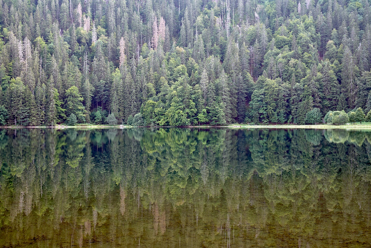 Reflektionen des umgebenden Waldes im Feldsee