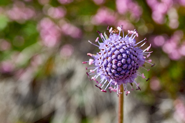 Blumen auf der Wanderung