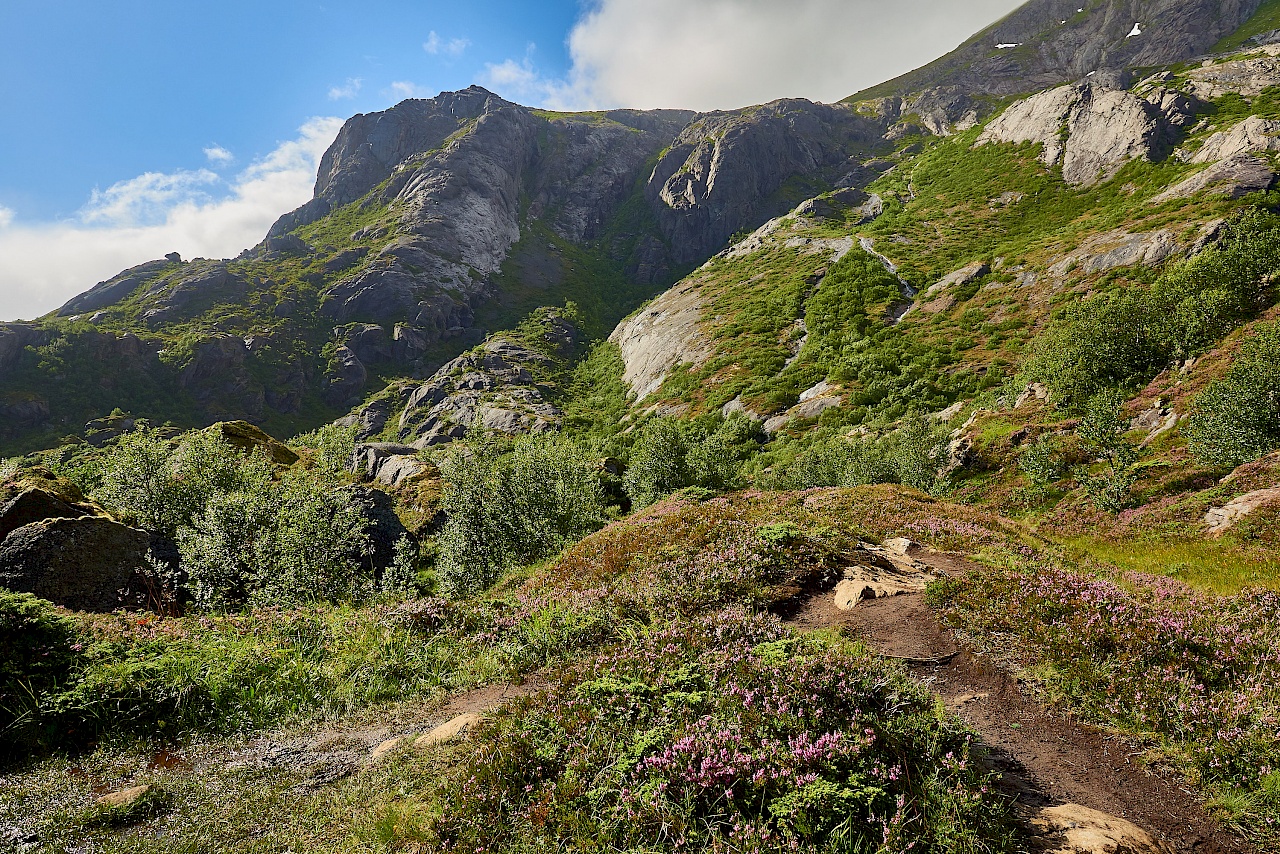 Grüne Wanderlandschaft