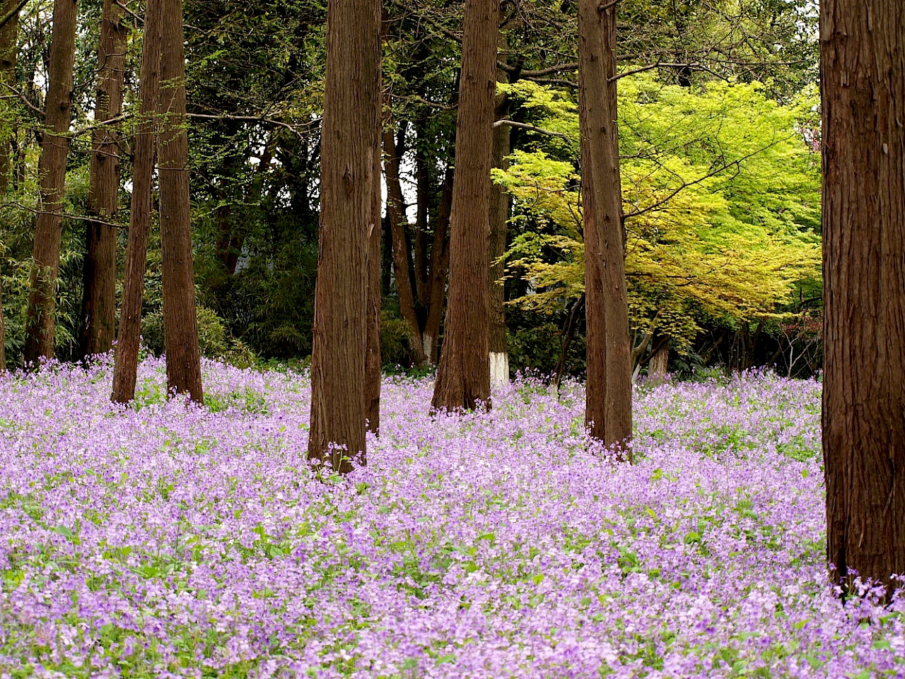 Frühling in den Parks von Hangzhou