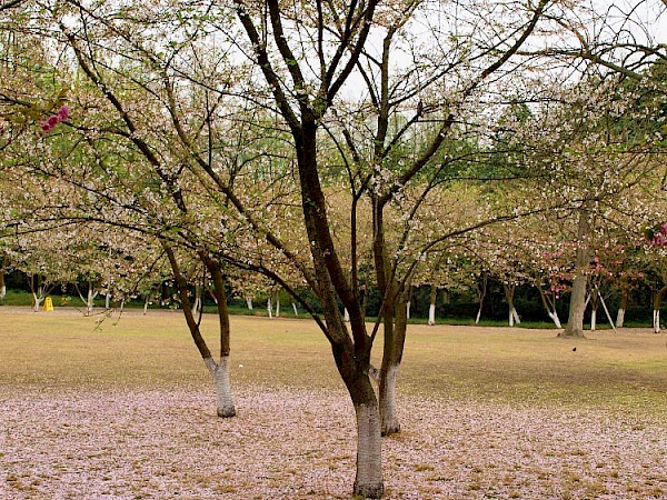 Frühling in Hangzhou