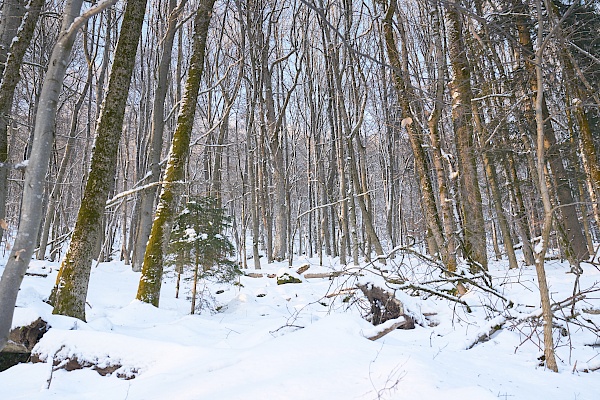 winterlicher Wanderweg vom Kilianshof wieder auf den Kreuzberg