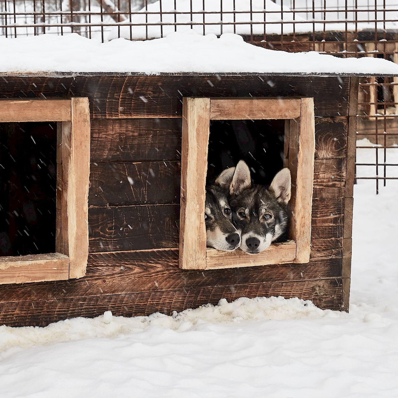 Schlittenhunde in der Hütte