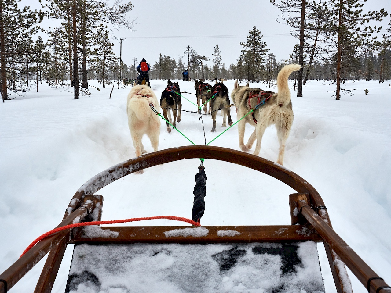 Die Fahrt im Husky-Schlitten genießen