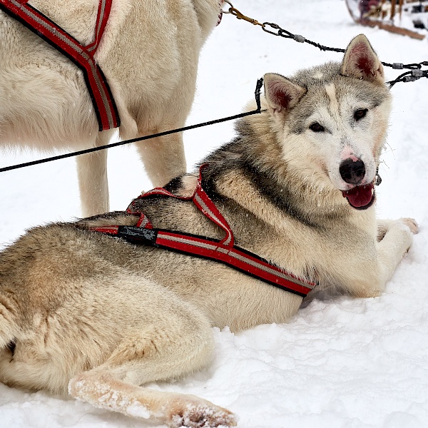 Huskys nach der Tour