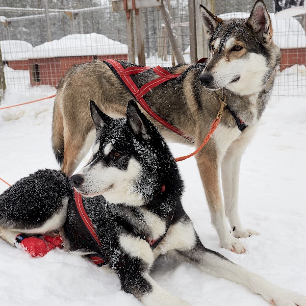 Huskys nach der Tour