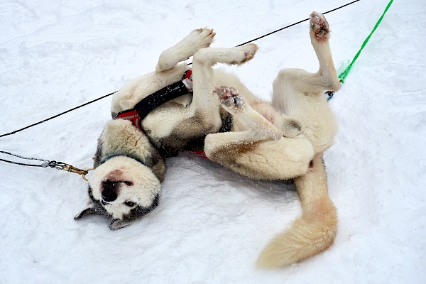 Glücklicher Husky