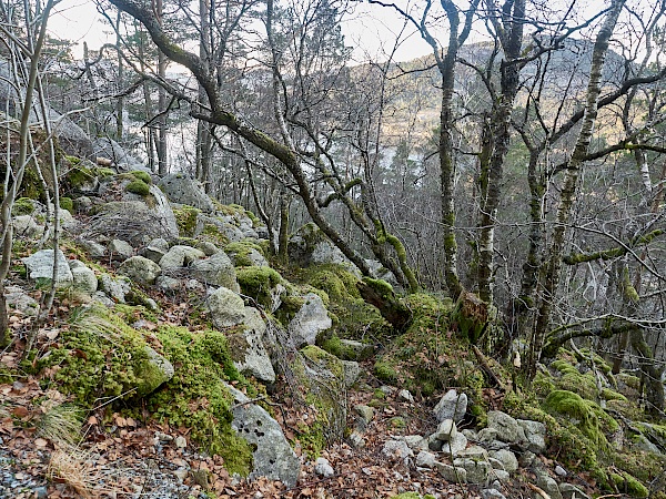 Verwunschene Bäume am Wegesrand