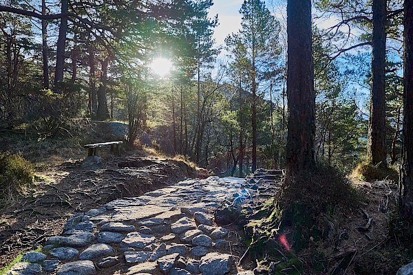 Wanderabschnitt durch den Wald