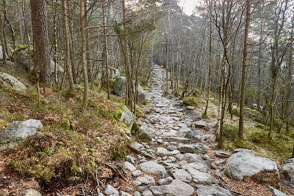 Wanderabschnitt durch den Wald