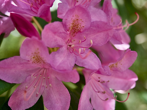 Rosanere Rhododendron -  Rhododendronpark in Bremen