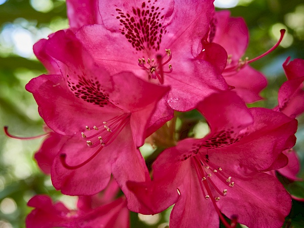 Rötlicher Rhododendron -  Rhododendronpark in Bremen