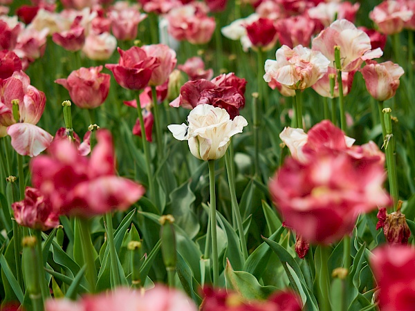 Tulpenbeet im Rhododendronpark in Bremen