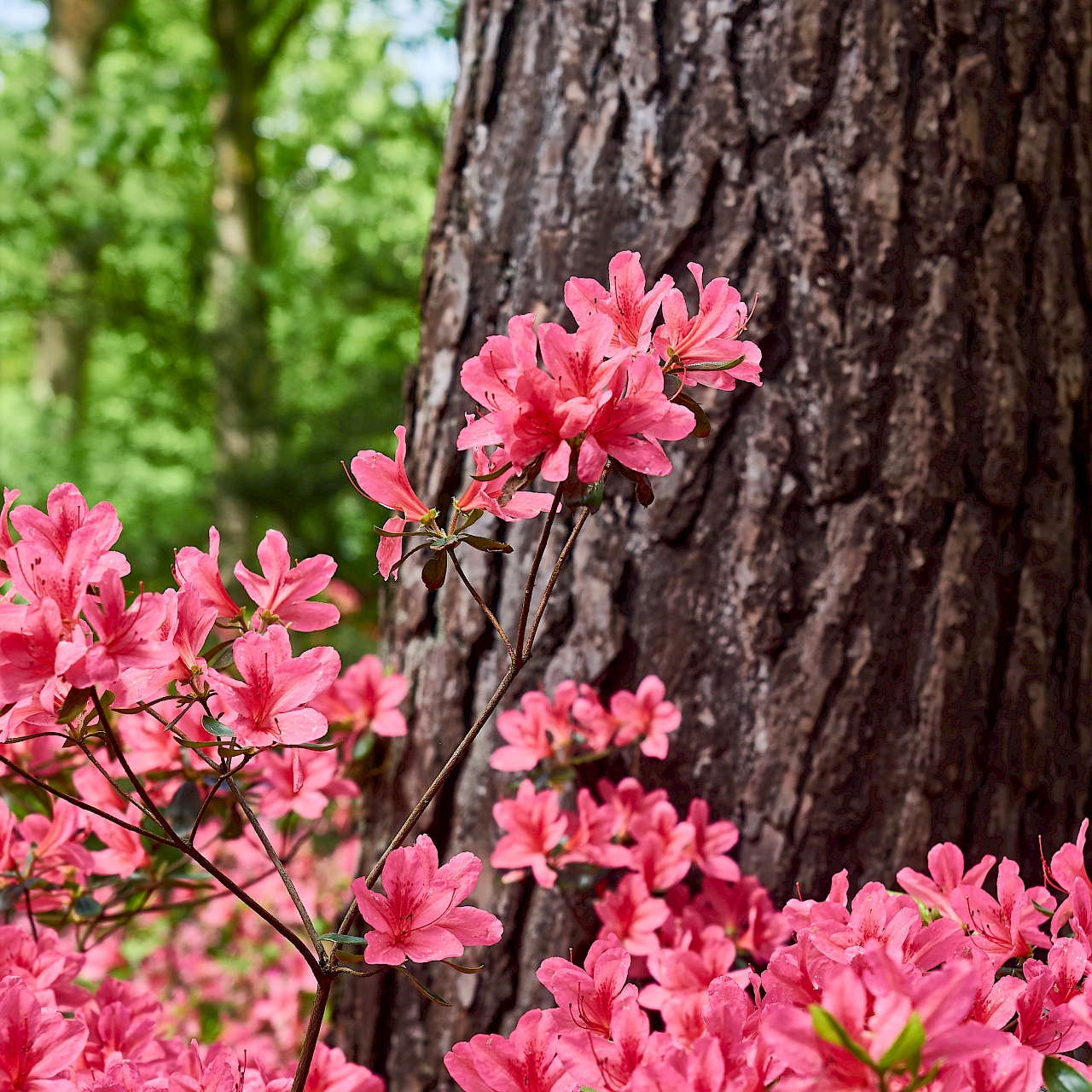 Farbliche Kontraste im Rhododendronpark in Bremen