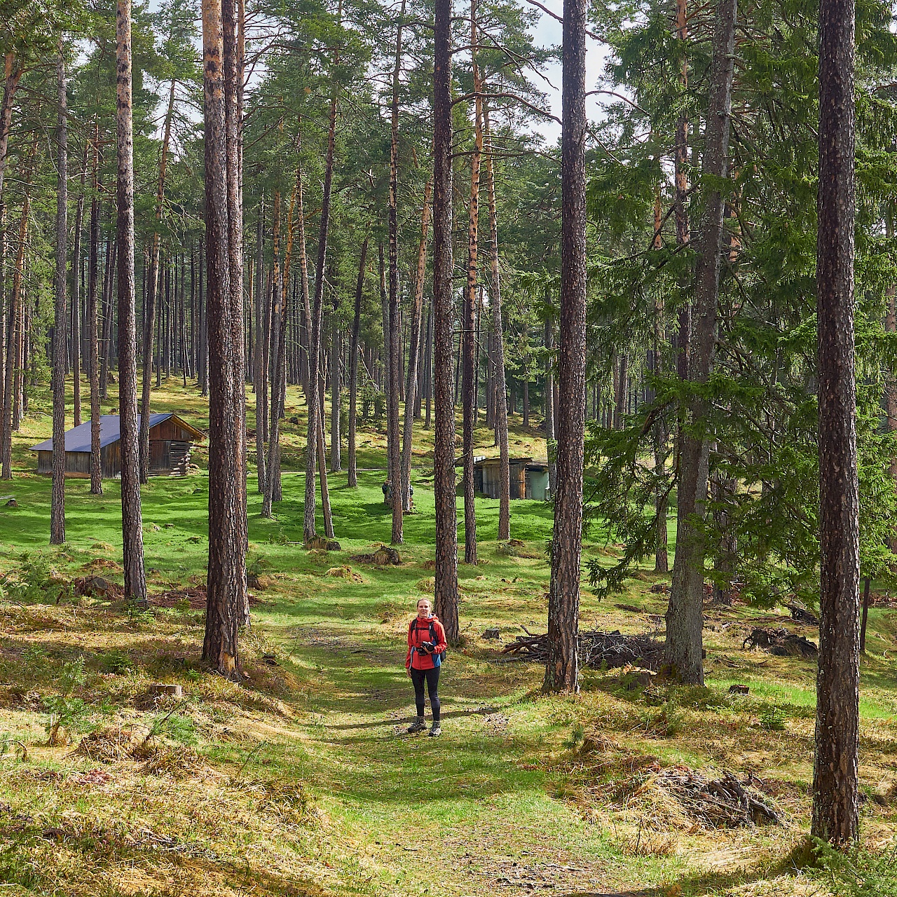 Traumhaft schöner Wald in Obtarrenz