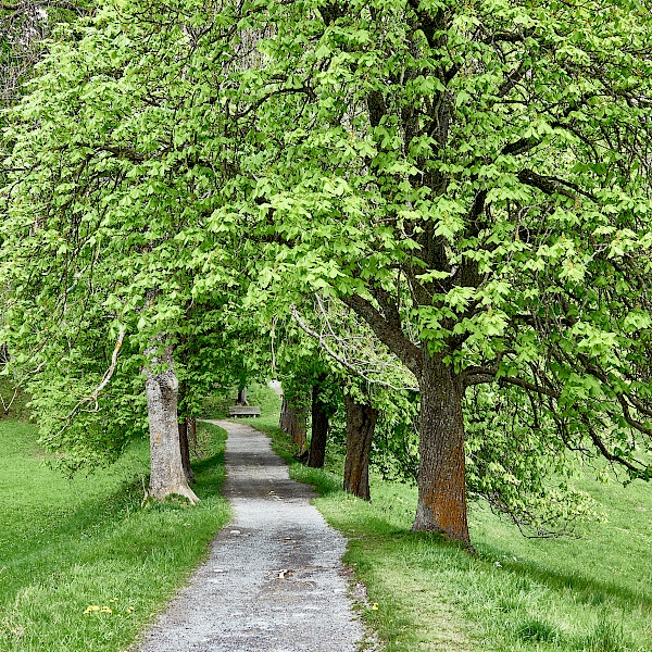 Allee zum Starkenberger See