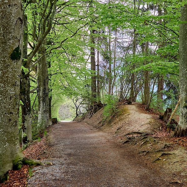 Waldabschnitt zum Starkenberger See