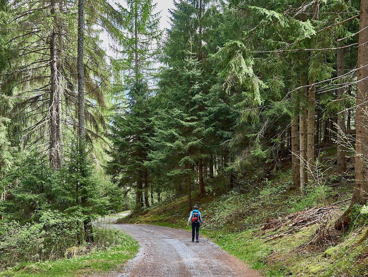 Idyllischer Waldweg