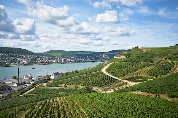 Ausblick Richtung Rüdesheim und Rhein